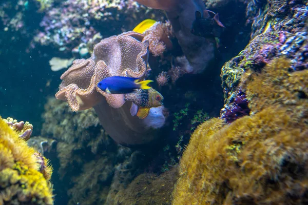 Blue Muticolor Fish Coral Reef — Stock Photo, Image