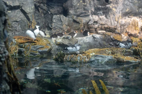 Atlantic Puffin Fratercula Arctica Θεωρείται Μια Ευάλωτη Specie — Φωτογραφία Αρχείου