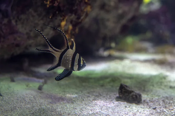 Banggai Cardinalfish Pterapogon Kauderni Original Indonesia Están Peligro Extinción — Foto de Stock