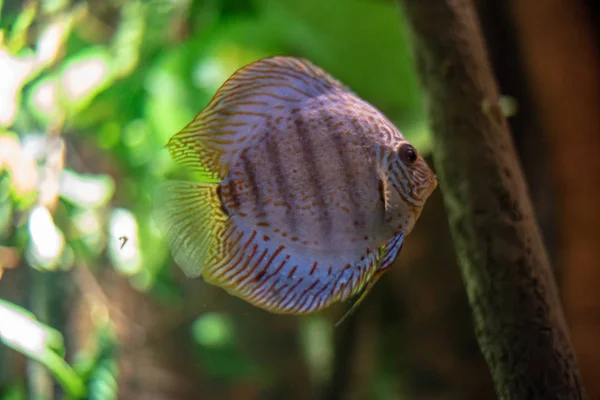 Kırmızı Siyah Çizgili Symphysodon Discus — Stok fotoğraf