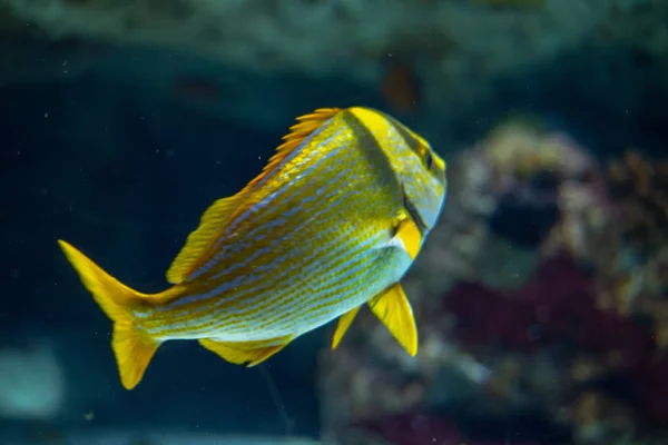 Porkfish Anisotremus Virginicus Turning Away — Stock Photo, Image