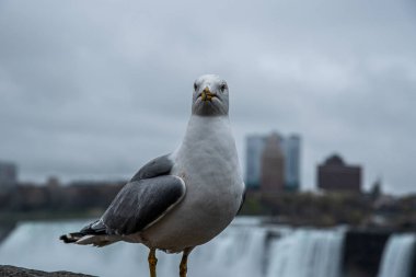 Seagull at Niagara falls clipart