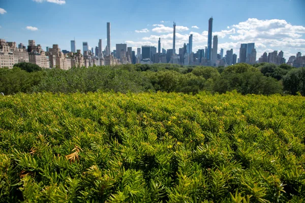Met'in çatısından Central Park manzarası