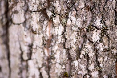 Yakın mesafeden çam kabuğu.