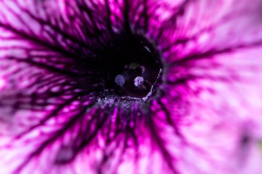 Mor bir çiçeğe yaklaş