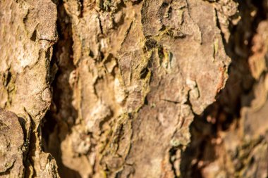 Yakın mesafeden çam kabuğu.