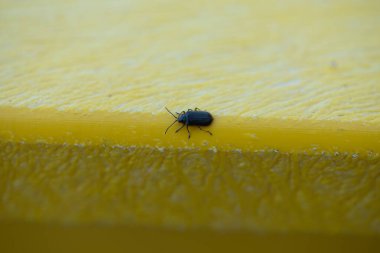 Mavi böcek hareket halinde.