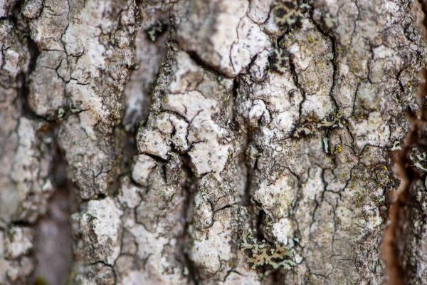 Corteza de pino de cerca — Foto de Stock