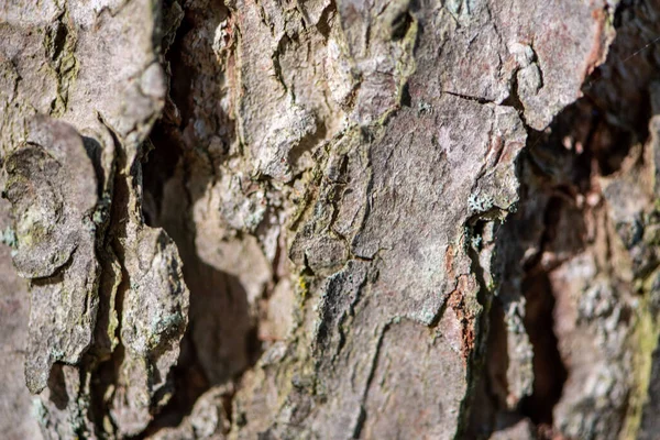 Corteza de pino de cerca —  Fotos de Stock