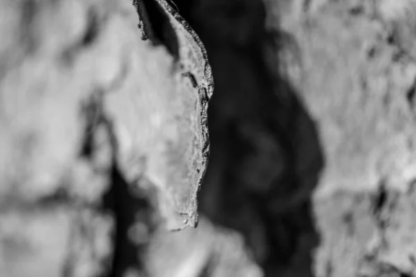 Pine bark from close up — Stock Photo, Image