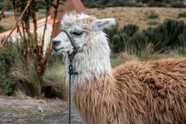 Alpaca at the Pichincha volcano — Stock Photo, Image