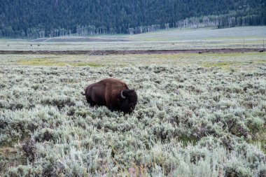 Yellowstone Ulusal Parkı 'ndaki Lamar Vadisi' nde vahşi yaşam