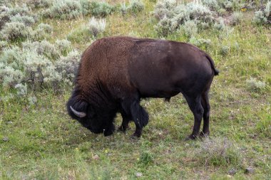 Yellowstone Ulusal Parkı 'ndaki Lamar Vadisi' nde vahşi yaşam