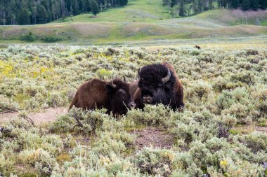 Yellowstone Ulusal Parkı 'ndaki Lamar Vadisi' nde vahşi yaşam
