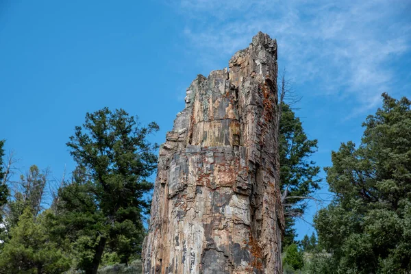 Fossilized ancient tree — Stock Photo, Image