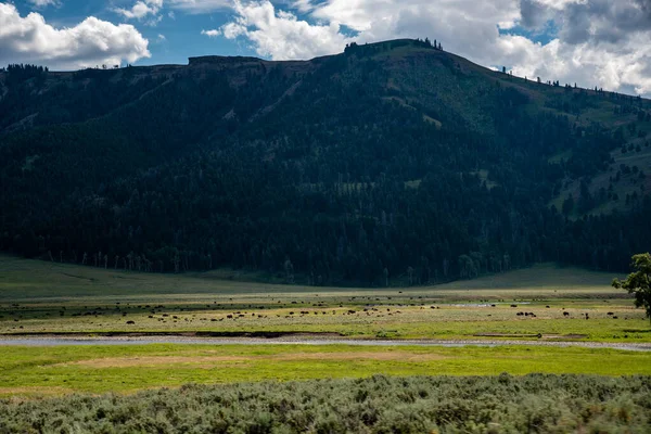 Vida selvagem no vale lamar no Parque Nacional de Yellowstone — Fotografia de Stock