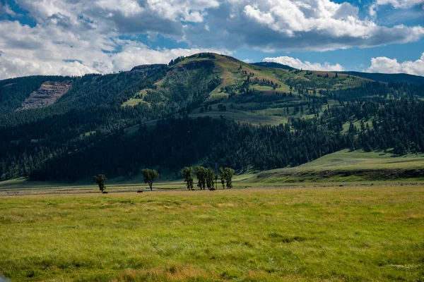 Vida silvestre en el valle de Lamar en el Parque Nacional de Yellowstone — Foto de Stock