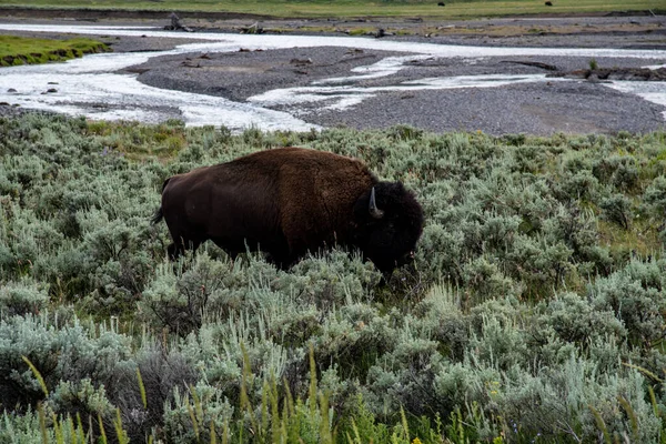 Djurliv vid Lamar Valley i Yellowstone National Park — Stockfoto