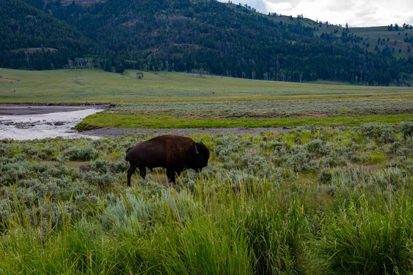 Divoká zvěř v Lamarském údolí v Yellowstonském národním parku — Stock fotografie