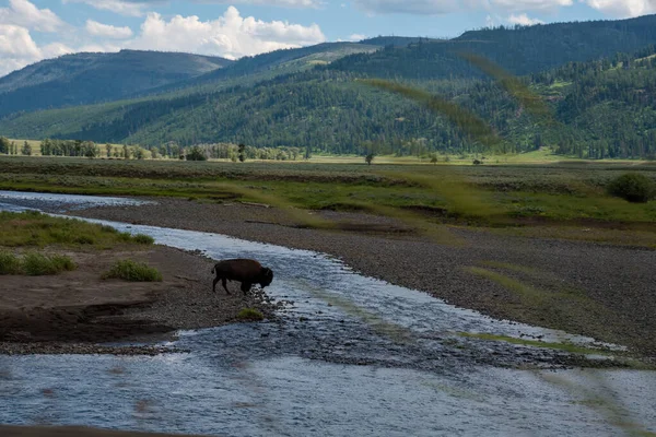 Vida silvestre en el valle de Lamar en el Parque Nacional de Yellowstone — Foto de Stock