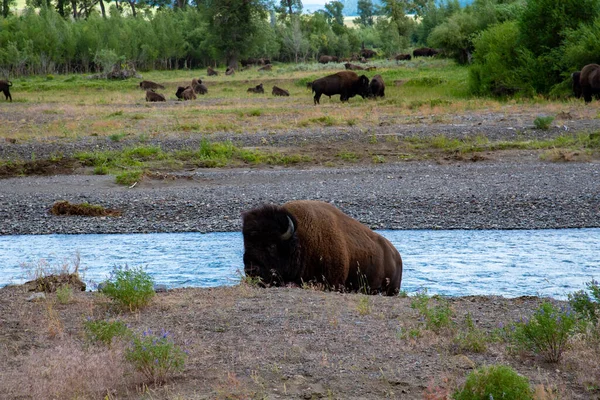 Djurliv vid Lamar Valley i Yellowstone National Park — Stockfoto