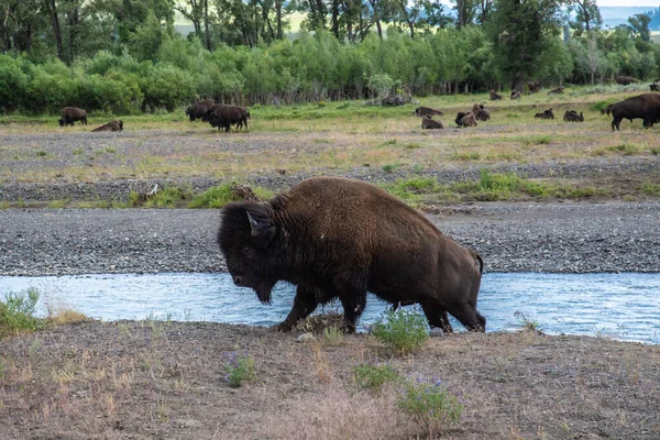 Divoká zvěř v Lamarském údolí v Yellowstonském národním parku — Stock fotografie