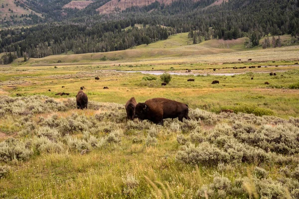 Djurliv vid Lamar Valley i Yellowstone National Park — Stockfoto