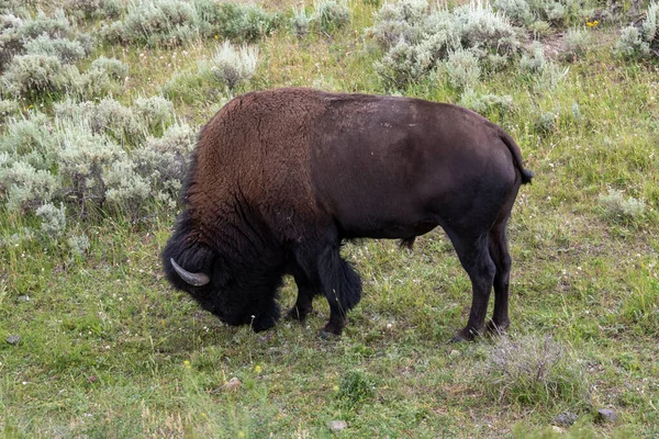 Vida silvestre en el valle de Lamar en el Parque Nacional de Yellowstone — Foto de Stock
