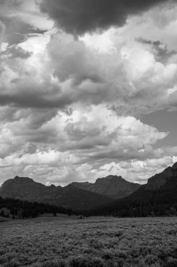 Lamar Valley Yellowstone Milli Parkı'nda