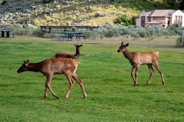 Yellowstone Ulusal Par 'daki Mamut Kaplıcaları' nda vahşi yaşam