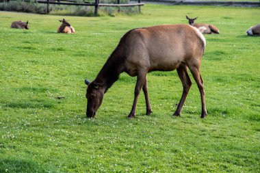 Yellowstone Ulusal Par 'daki Mamut Kaplıcaları' nda vahşi yaşam
