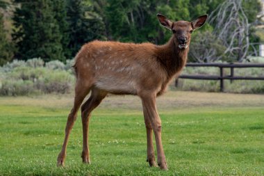 Yellowstone Ulusal Par 'daki Mamut Kaplıcaları' nda vahşi yaşam