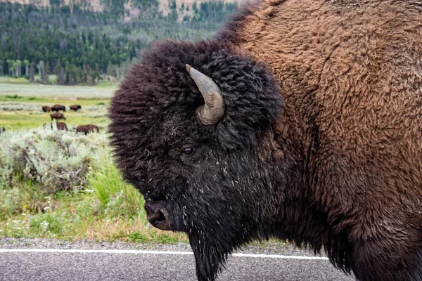 Djurliv vid Lamar Valley i Yellowstone National Park — Stockfoto