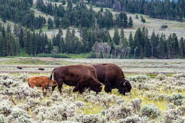Djurliv vid Lamar Valley i Yellowstone National Park — Stockfoto