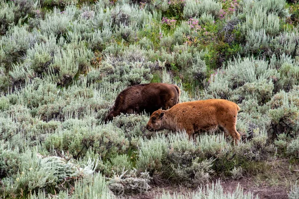 Djurliv vid Lamar Valley i Yellowstone National Park — Stockfoto