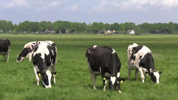Manada Vacas Pretas Brancas Pastando Prado Verde Verão — Vídeo de Stock