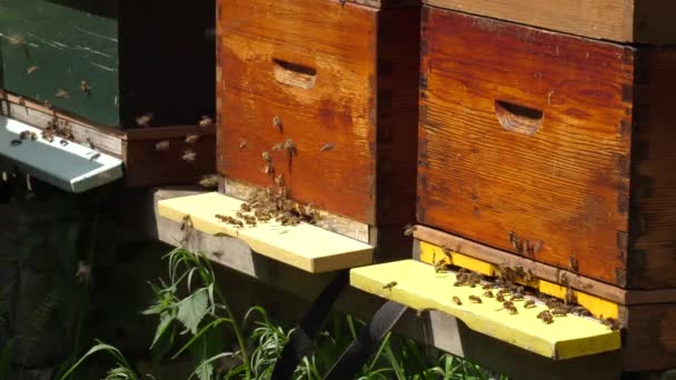 Wooden Beehive Bees Close Flying Bees — Stock Video