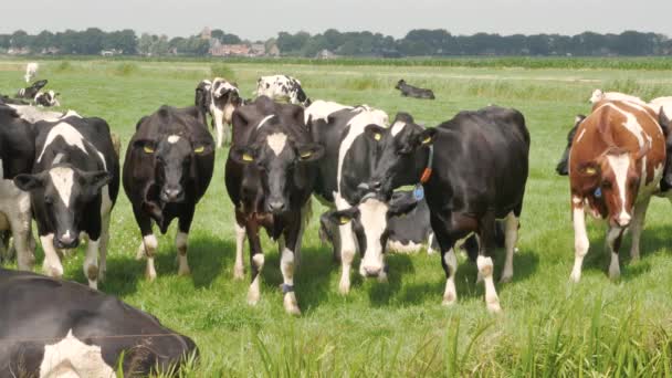 Manada Vacas Blancas Negras Prado Verde — Vídeo de stock