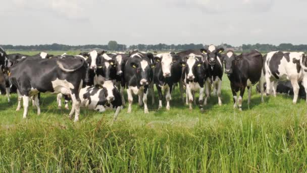 一群黑白相间的奶牛在绿色的草地上 — 图库视频影像