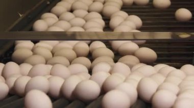 Tavuk çiftliğindeki yumurta fabrikasının yakın plan görüntüleri.