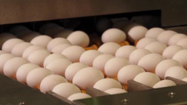 Tavuk çiftliğindeki yumurta fabrikasının yakın plan görüntüleri.
