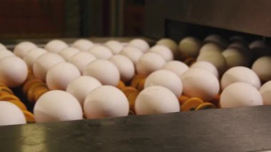 Tavuk çiftliğindeki yumurta fabrikasının yakın plan görüntüleri.