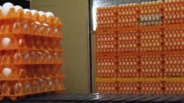 Tavuk çiftliğindeki yumurta fabrikasının yakın plan görüntüleri.