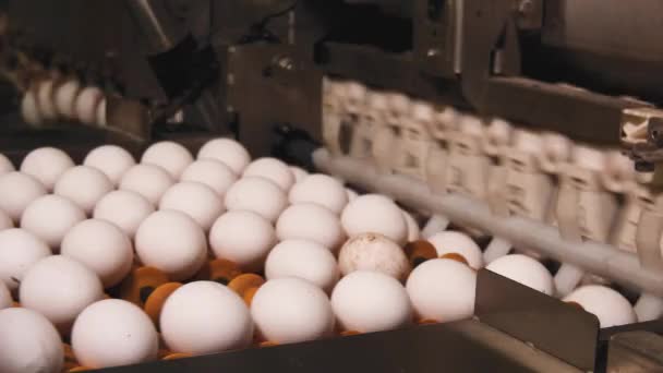 Imágenes Cerca Fábrica Huevos Granja Pollos — Vídeos de Stock