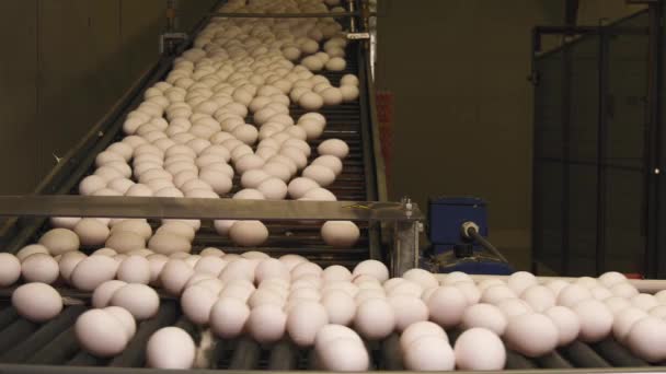 Imágenes Cerca Fábrica Huevos Granja Pollos — Vídeos de Stock