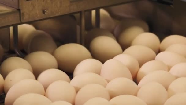 Filmagem Close Fábrica Ovos Granja Frango — Vídeo de Stock