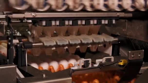 Close Upbeelden Van Eierfabriek Kippenboerderij — Stockvideo