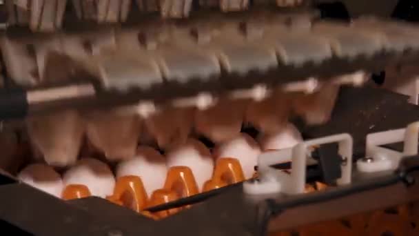 Close Footage Egg Factory Chicken Farm — Stock Video