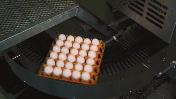 Nahaufnahme Einer Eierfabrik Auf Hühnerfarm — Stockvideo