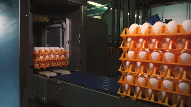 Close Footage Egg Factory Chicken Farm — Stock Video